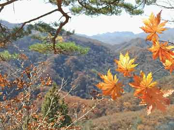 彩票导师带玩QQ号添加